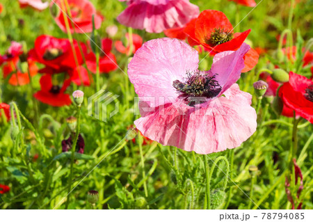 ピンク 大輪 ポピー 花畑 群生 赤い 美しい 可憐 さわやか かわいい 落ち着いたの写真素材