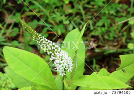 オカトラノオ(丘虎の尾) 咲き始め 78794106