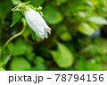 ホタルブクロ 78794156