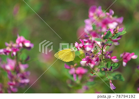 萩の花で吸蜜する蝶（キタキチョウ） 78794192