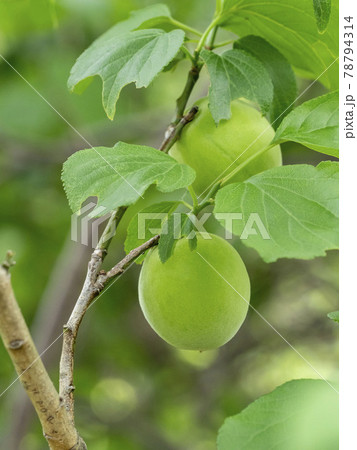 梅の木になる梅の実の写真素材