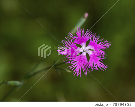 カワラナデシコの花 78794355