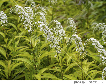 沢山のオカトラノオの花 沢山のオカトラノオの花 78794367