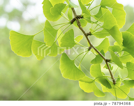 イチョウの葉 78794368