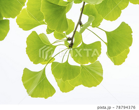 イチョウの葉 イチョウの葉 78794376