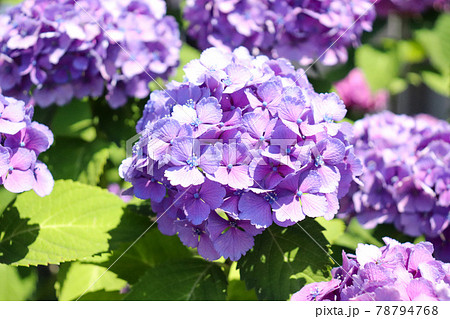 アジサイ 紫陽花 あじさい 紫 グリーン 花びら 美しい 綺麗 幻想的 かわいい 晴れた 梅雨 の写真素材