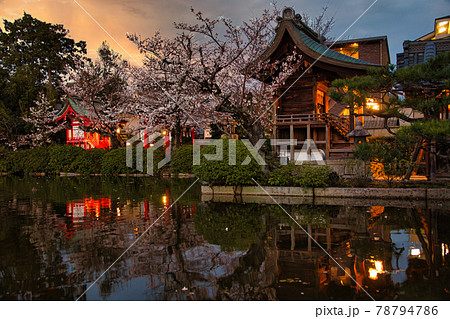 京都　神泉苑の桜2021年 78794786
