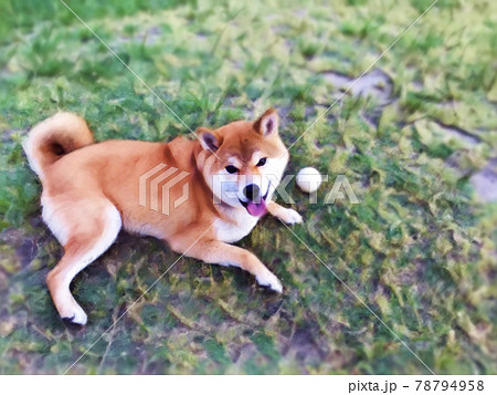芝生で伏せする柴犬のイラスト素材