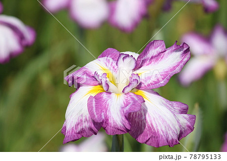 堺市白鷺公園の花菖蒲 78795133