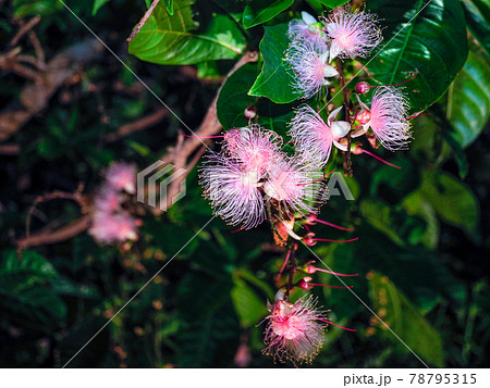 サガリバナの写真素材