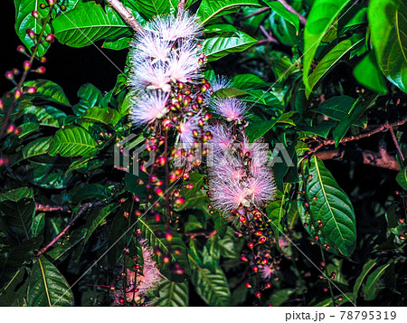 サガリバナ サガリバナ 78795319