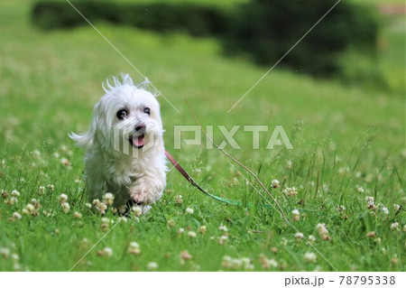 芝生を笑顔で遊ぶ白い犬 78795338