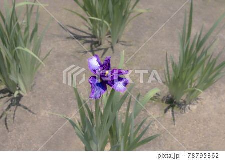 初夏を彩るように優雅に咲くあやめたち 初夏を彩るように優雅に咲くあやめたち 78795362