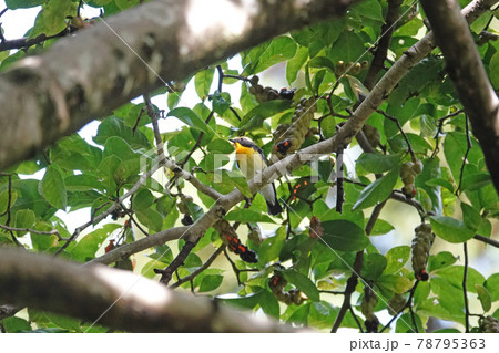 キビタキ 78795363