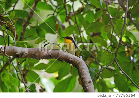 キビタキ 78795364