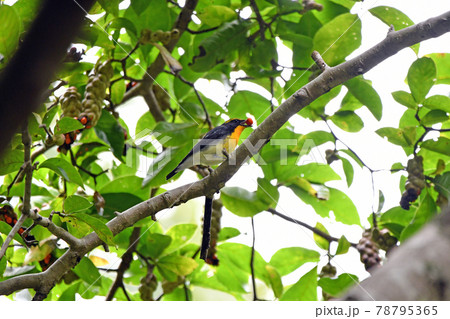 キビタキ 78795365