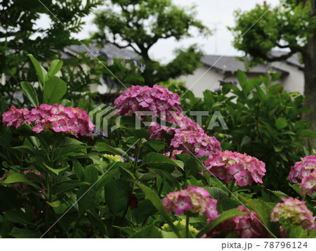 花 梅雨空に咲きました 紫陽花 額紫陽花 濃いピンク色 白色 赤坂公園 堺市の写真素材