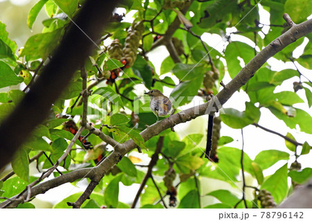 オオルリのメス オオルリのメス 78796142