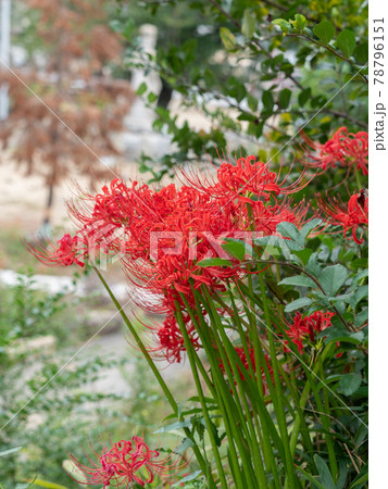 彼岸花 78796151