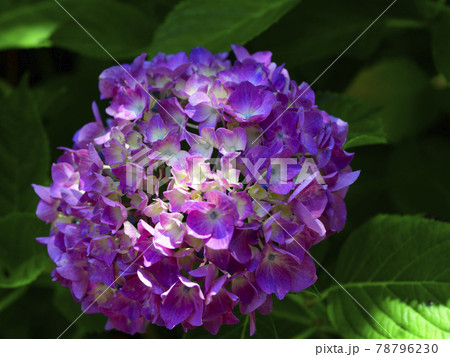 花、梅雨空に咲きました、紫陽花、赤色、色のある白色＠赤坂公園、堺市 78796230