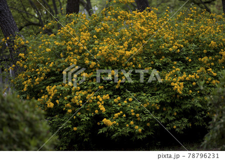 ヤマブキ（山吹、棣棠）の黄色い花が咲いています。学名はKerria japonicaです。 78796231