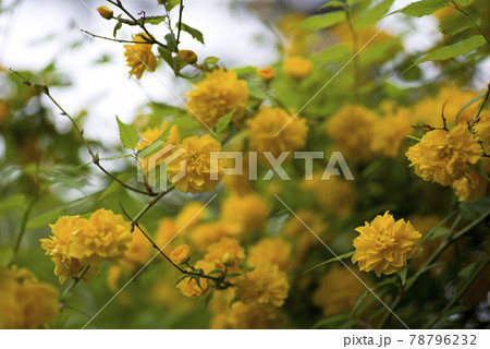 ヤマブキ（山吹、棣棠）の黄色い花が咲いています。学名はKerria japonicaです。 78796232