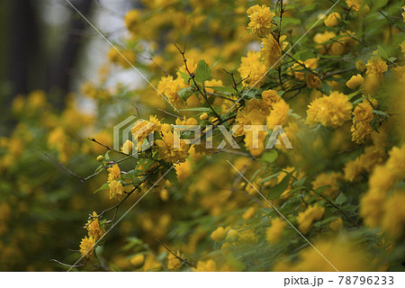 ヤマブキ(山吹、棣棠)の黄色い花が咲いています。学名はKerria japonicaです。 ヤマブキ(山吹、棣棠)の黄色い花が咲いています。学名はKerria japonicaです。 78796233