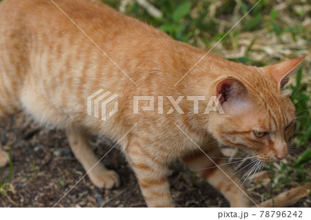 若い野良猫の白猫と茶トラ夫婦の可愛い子猫の写真素材 若い野良猫の白猫と茶トラ夫婦の可愛い子猫の写真素材