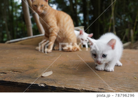 若い野良猫の白猫と茶トラ夫婦の可愛い子猫の写真素材 若い野良猫の白猫と茶トラ夫婦の可愛い子猫の写真素材