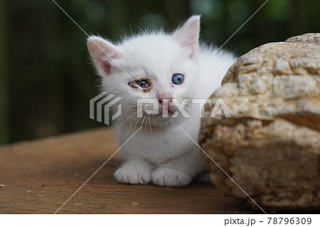 若い野良猫の白猫と茶トラ夫婦の可愛い子猫の写真素材