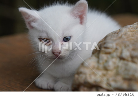 若い野良猫の白猫と茶トラ夫婦の可愛い子猫の写真素材
