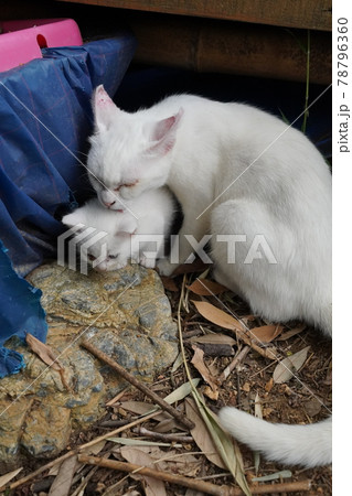 若い野良猫の白猫と茶トラ夫婦の可愛い子猫の写真素材