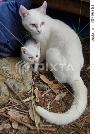 Stray sales white cat