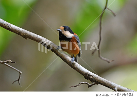 ヤマガラ ヤマガラ 78796402