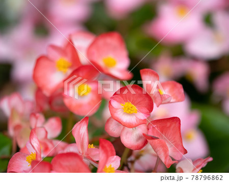 ベゴニアの花 ベゴニアの花 78796862