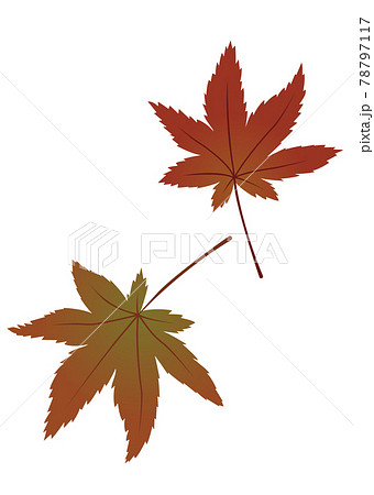 紅葉 落ち葉のイラストのイラスト素材