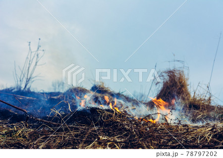 The grass is burning, the fire of which destroys everything in its path The grass is burning, the fire of which destroys everything in its path 78797202