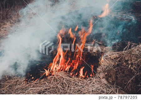 Fungal grass and smoke that spreads through the earth are very dangerous to human health Fungal grass and smoke that spreads through the earth are very dangerous to human health 78797205