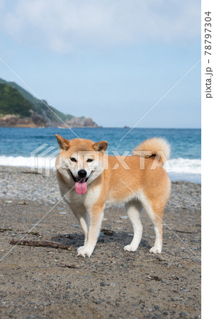 海辺で遊ぶ柴犬 海辺で遊ぶ柴犬 78797304