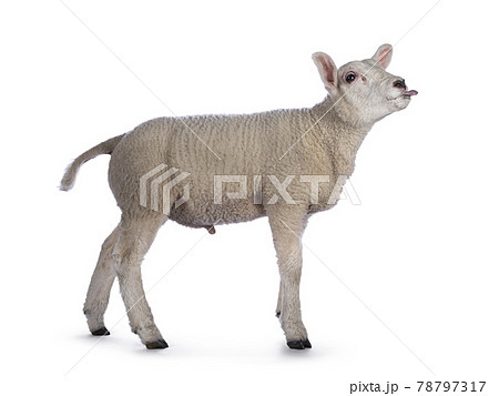 Texelsheep lamb on white background 78797317