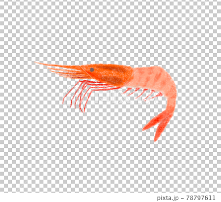 ふんわりかわいい魚のイラスト_かわいい甘海老 78797611