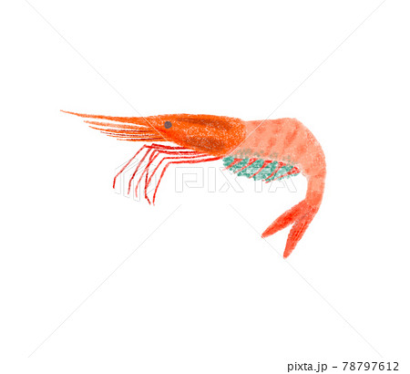 ふんわりかわいい魚のイラスト_ヤ甘海老_たまご付き 78797612