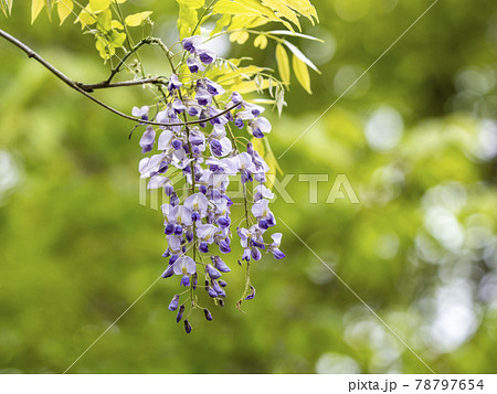 藤の花 藤の花 78797654