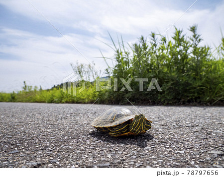 道路の上にいるミシシッピアカミミガメ 78797656
