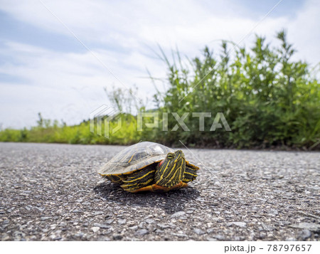 道路の上にいるミシシッピアカミミガメ 道路の上にいるミシシッピアカミミガメ 78797657