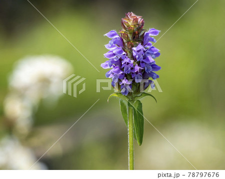 カゴソウの花 78797676