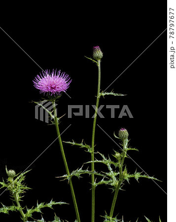 ノアザミの花 78797677