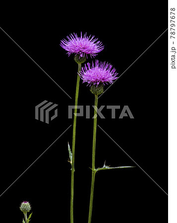 ノアザミの花 78797678