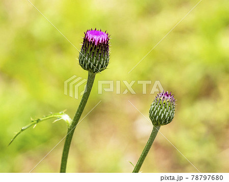 ノアザミのつぼみ ノアザミのつぼみ 78797680