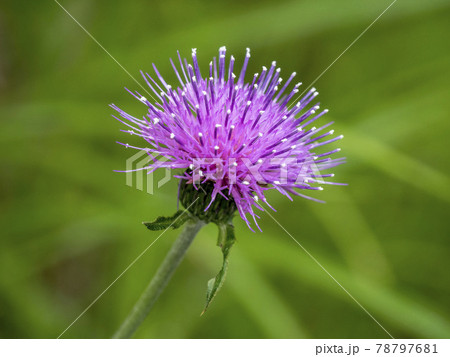 ノアザミの花 ノアザミの花 78797681